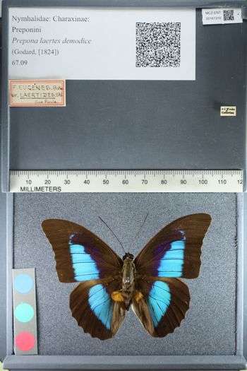 Media type: image;   Entomology 161310